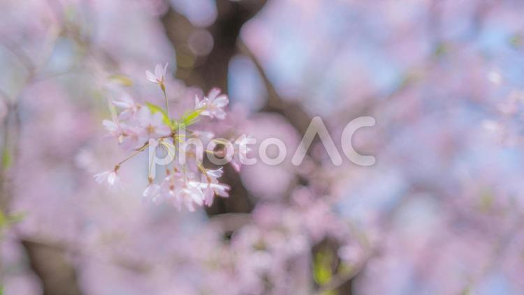 枝垂れ桜のアップ 桜,さくら,サクラの写真素材
