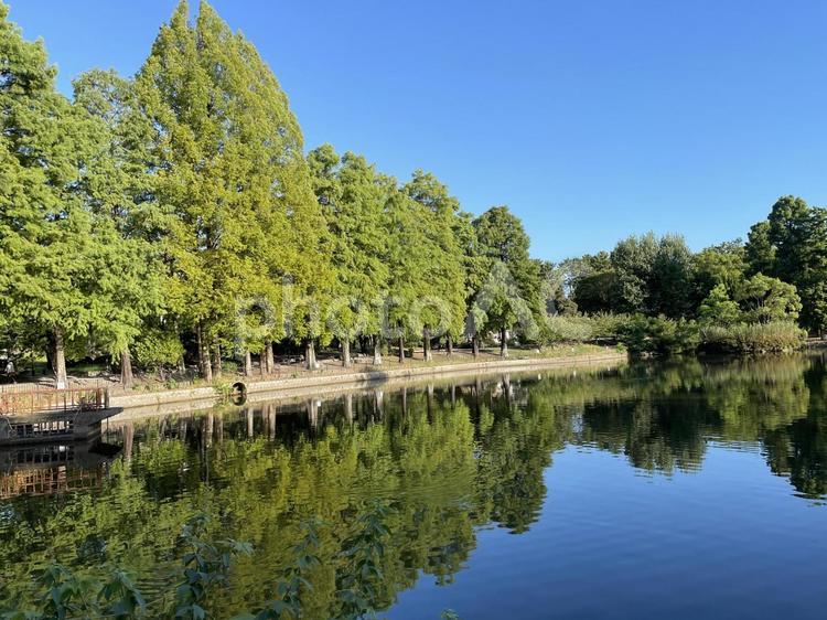 真夏公園の池 屋外で,自然,穏やかの写真素材
