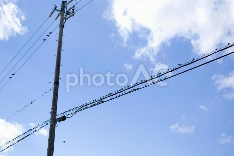 電線にとまったすずめの群れ 空,青空,電線の写真素材