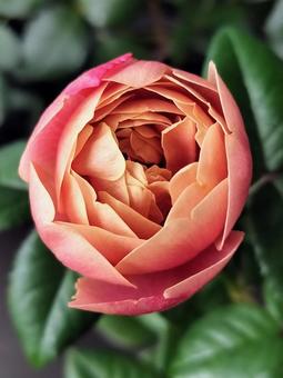 ベランダのバラ・ピンクビンテージ 薔薇,バラ,ピンクビンテージの写真素材