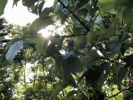 木漏れ日の木漏れてる部分 自然,みどり,植物の写真素材