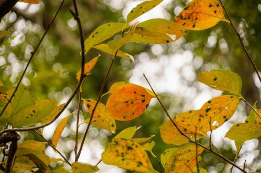 赤く色づいた柿の葉 冬,枝,雪の写真素材