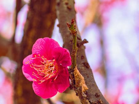 本庄運動公園 梅の花4ー51 本庄運動公園 梅の花4ー51の写真