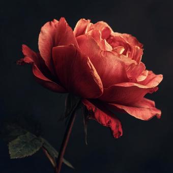 繊細な花びらを持つ美しいバラ 繊細な花びらを持つ美しいバラの写真