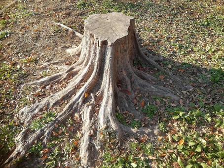 切り株005 切り株,自然,草の写真素材