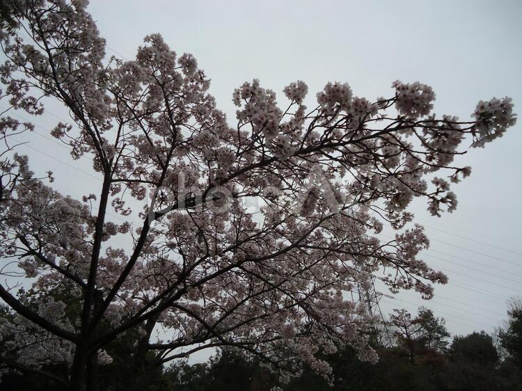 桜　さくら　サクラ さくら,しょくぶつ,サクラの写真素材