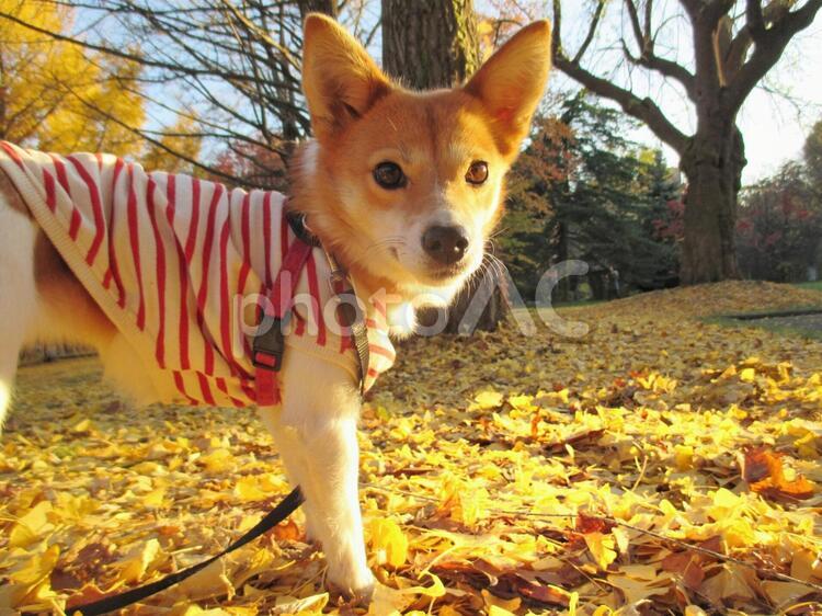 落ち葉の黄色い絨毯  犬,イチョウ,秋の写真素材