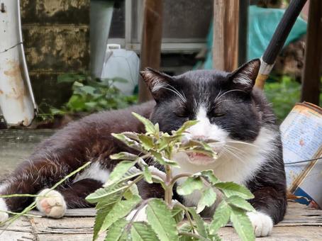 民家の庭先の猫 民家の庭先の猫 猫,ネコ,地域猫の写真素材