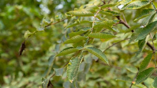 けやき けやき,欅,落葉広葉樹の写真素材