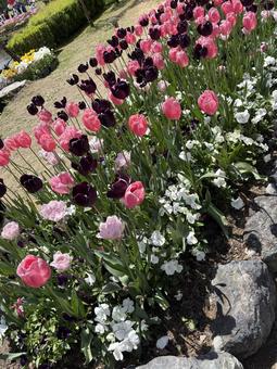 Tulips, JPG