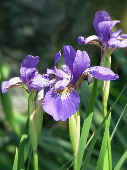 Photo, iris, flower, plant, 