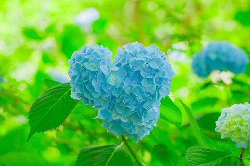 Blue Hydrangea-2-Horizontal, JPG
