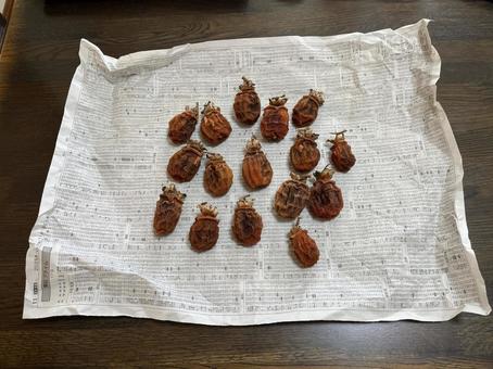 干し柿 干し柿,柿,柿色の写真素材