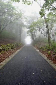 霧に包まれる森の中の道の写真
