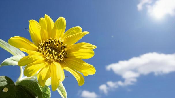 夏空に輝くひまわり 夏空に輝くひまわり ひまわり,花,夏の写真素材