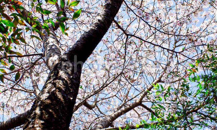 桜と緑の木々 桜,満開,春の写真素材