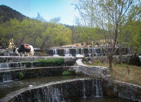 A landscape of tiered waterfalls and grazing yaks, JPG A landscape of tiered waterfalls and grazing yaks, JPG