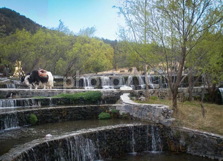 段々になった滝と草を食むヤクの風景 滝,段々畑,ヤクの写真素材