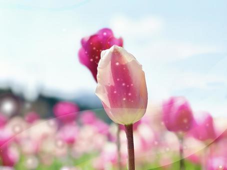 ピンクのチューリップ 春の花とてんとう虫 ピンクのチューリップ 春の花とてんとう虫の写真