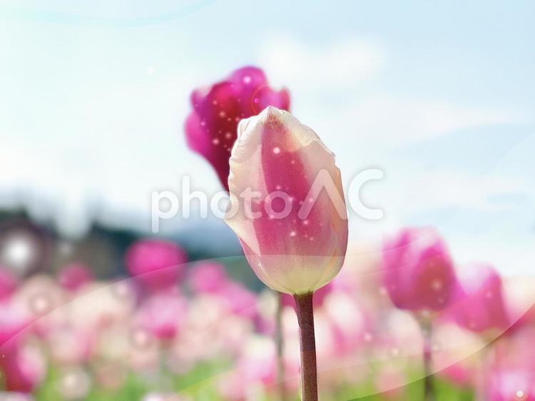 ピンクのチューリップ　春の花とてんとう虫 チューリップ,花,フラワーの写真素材