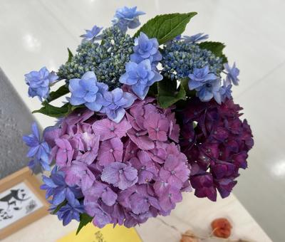 色々な紫陽花 アジサイ,紫色,花の写真素材