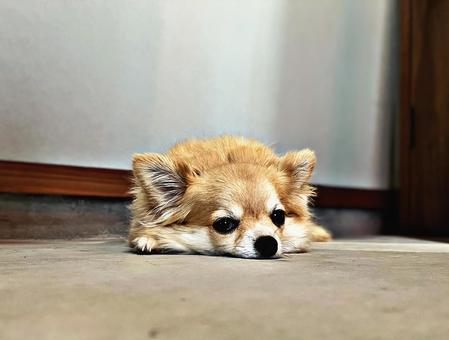 土間で伏せる犬 土間で伏せる犬の写真