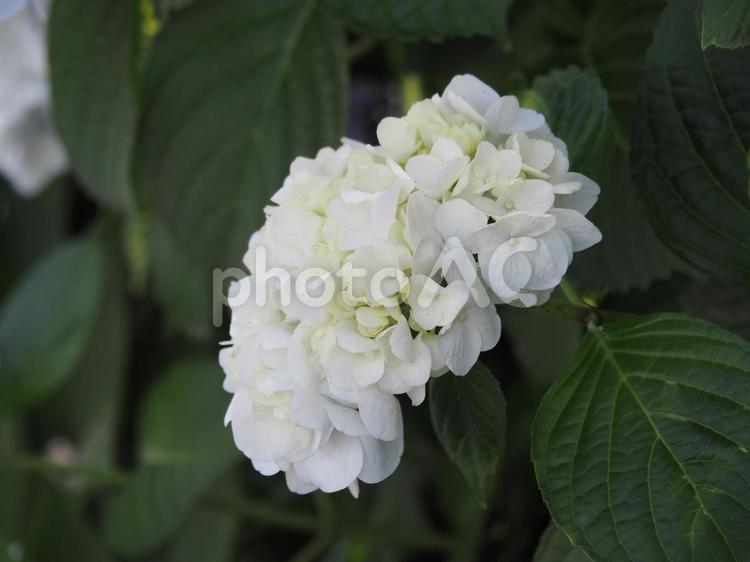 紫陽花 紫陽花,花,梅雨の写真素材