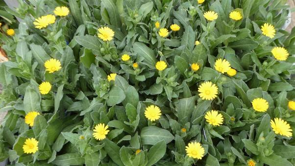 冬の花 カレンジュラ キンセンカ  冬の花 カレンジュラ キンセンカ  花,冬の花,カレンジュラの写真素材