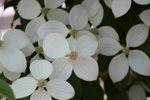 満開の白い花びらのヤマボウシの花のアップ 満開の白い花びらのヤマボウシの花のアップ 満開,白い,花びらの写真素材