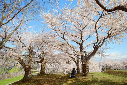 五稜郭公園の桜 ソメイヨシノ,染井吉野,五稜郭の写真素材