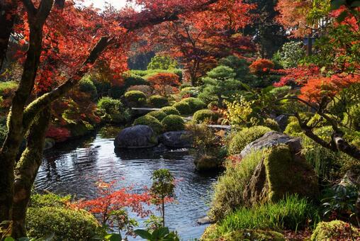 三室戸寺の紅葉 11月,秋,紅葉の写真素材