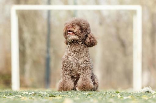 ペットの犬 ペットの犬 プードル,ワンちゃん,犬の写真素材