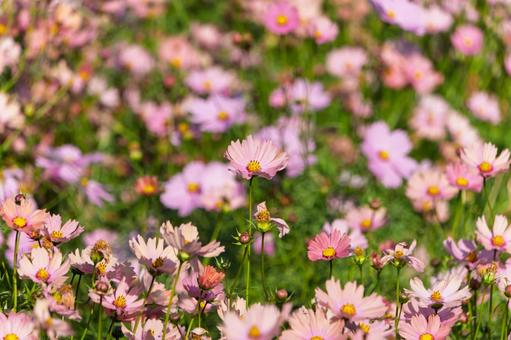 秋の陽射しに揺れるピンクのコスモス畑 コスモス,花,ピンクの写真素材