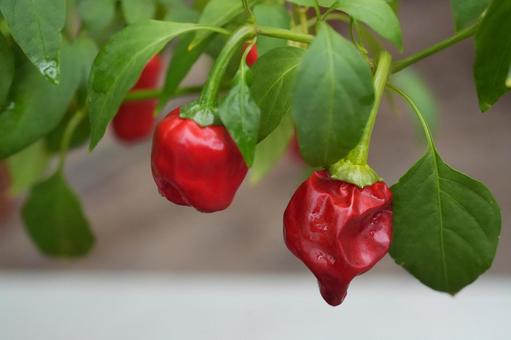 トウガラシ（朝天唐辛子） トウガラシ,朝天唐辛子,唐辛子の写真素材