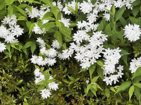 春の花 春の花 春の花,花,春の写真素材
