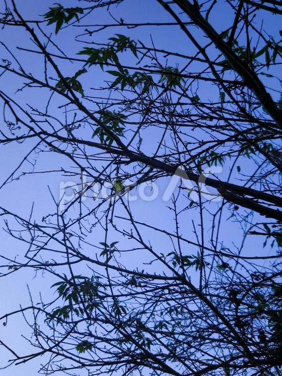 菫色の空と木の影2 木,木の葉,枯葉の写真素材