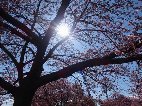 河津桜の公園-81 公園,河津桜,花びらの写真素材
