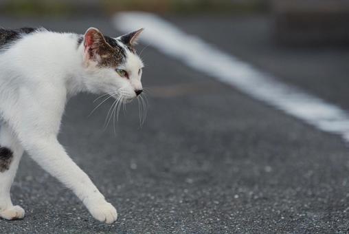 一点を見つめて歩く牛柄猫 一点を見つめて歩く牛柄猫 牛柄猫,cawcat,ハチワレ猫の写真素材