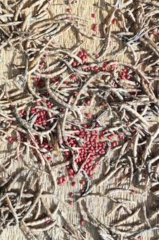 収穫した小豆の乾燥作業 小豆,大納言,乾燥の写真素材