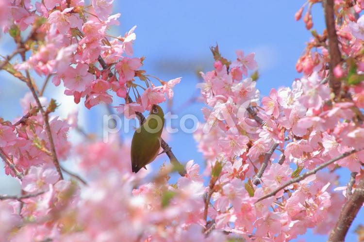 メジロとさくら メジロ,さくら,桜の写真素材