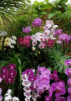 胡蝶蘭の饗宴 ラン,花,植物の写真素材