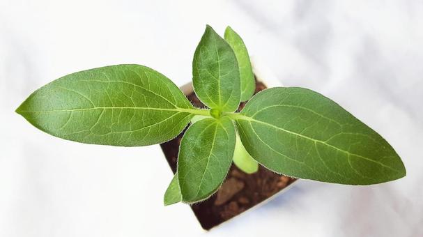 大輪ひまわりの苗・2 大輪ひまわりの苗・2 苗,ひまわり,発芽の写真素材
