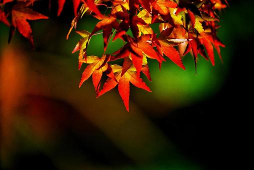 京都の紅葉の写真