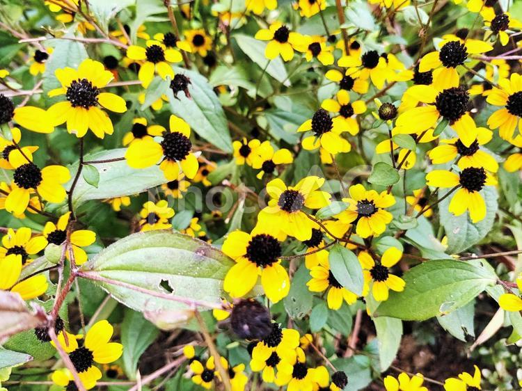 元気な黄色の絨毯 ルドベキア,花,黄色の写真素材