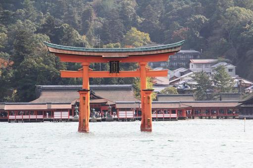厳島神社の大鳥居 厳島神社の大鳥居 宮島,厳島神社,大鳥居の写真素材