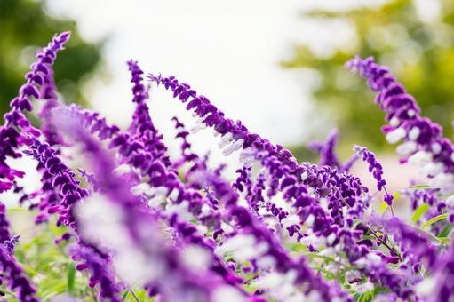 アメジストセージ⑽ 花,アメジストセージ,メキシカンセージの写真素材