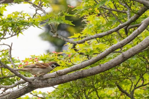 木の枝に止まる雀の写真
