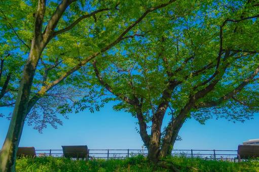 新横浜の木陰とベンチ 新横浜の木陰とベンチ ベンチ,人物,木の写真素材