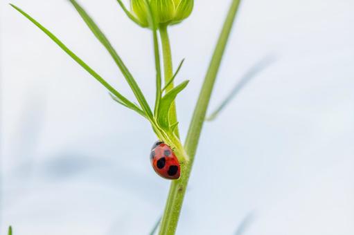 ナナホシテントウ⑸ ナナホシテントウ⑸ 昆虫,テントウムシ,ナナホシテントウの写真素材