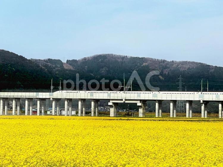 なのはなと新幹線 風景,自然,菜の花の写真素材